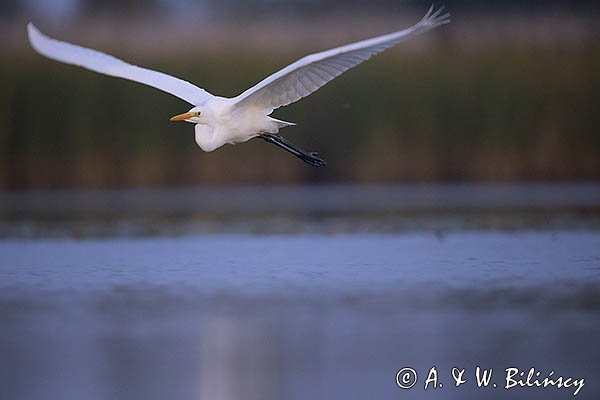 Czapla biała, Casmerodius albus, Ardea alba, Egretta alba