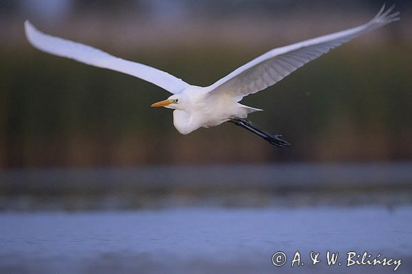 Czapla biała, Casmerodius albus, Ardea alba, Egretta alba