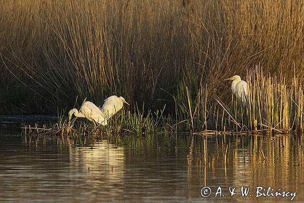 Czapla biała, Casmerodius albus, Ardea alba, Egretta alba