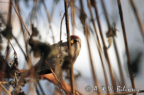 Czeczotka tundrowa,  Carduelis hornemanni,  Acanthis hornemanni