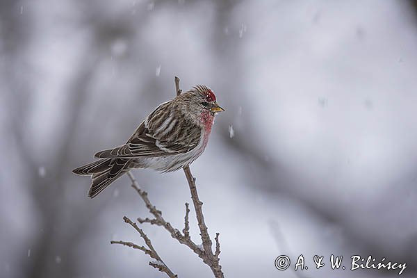 Czeczotka, Carduelis flammea, Acanthis flammea, samiec