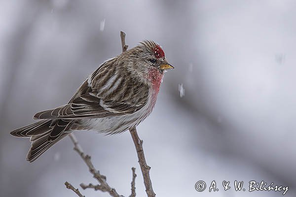 Czeczotka, Carduelis flammea, Acanthis flammea, samiec