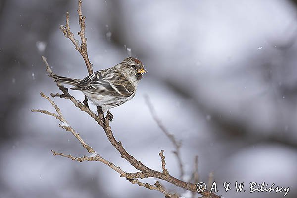 Czeczotka tundrowa, Carduelis hornemanni, Acanthis hornemanni