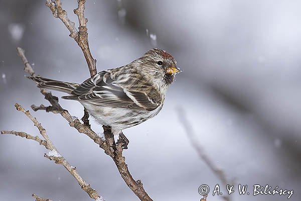 Czeczotka tundrowa, Carduelis hornemanni, Acanthis hornemanni