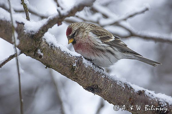 Czeczotka, Carduelis flammea, Acanthis flammea, samiec