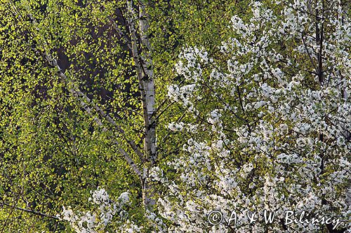 kwitnąca czereśnia, wiśnia ptasia, Prunus avium i brzoza Betula sp.