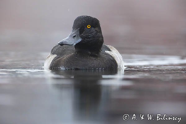 Czernica, kaczka czernica, Aythya fuligula