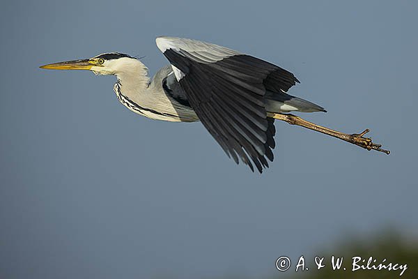 Czapla siwa, Ardea cinerea