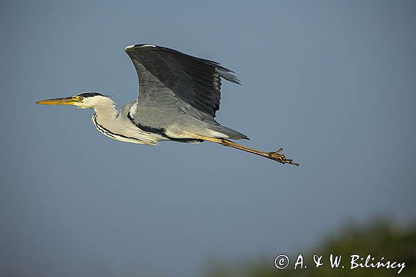 Czapla siwa, Ardea cinerea