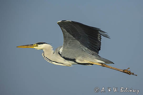 Czapla siwa, Ardea cinerea