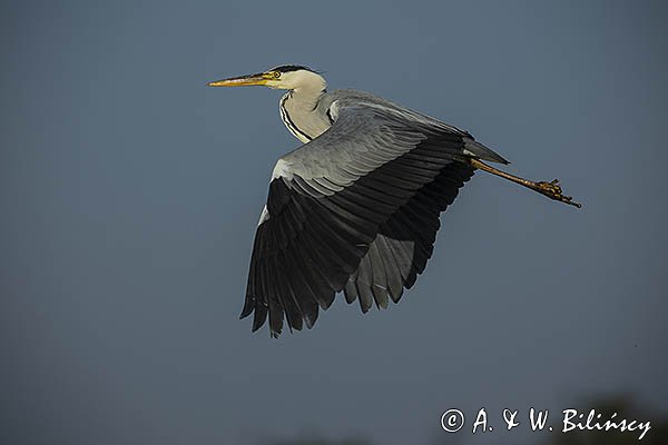 Czapla siwa, Ardea cinerea