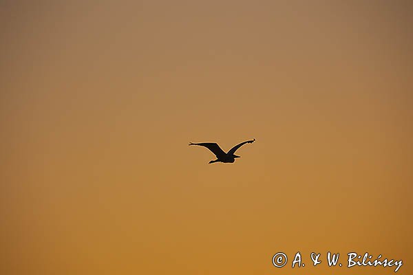 Czapla siwa, Ardea cinerea