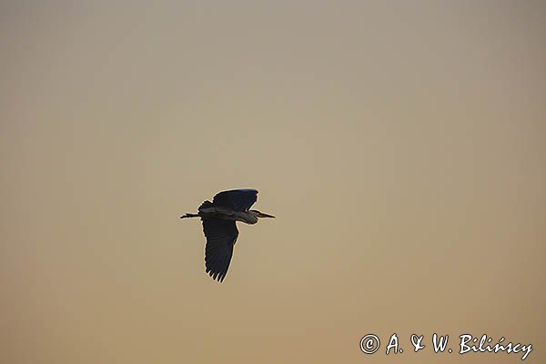 Czapla siwa, Ardea cinerea