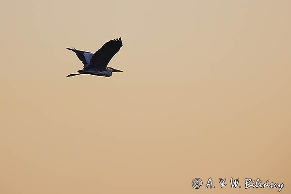 Czapla siwa, Ardea cinerea