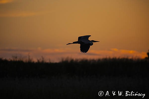 Czapla siwa, Ardea cinerea