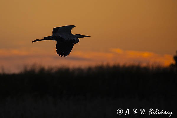 Czapla siwa, Ardea cinerea