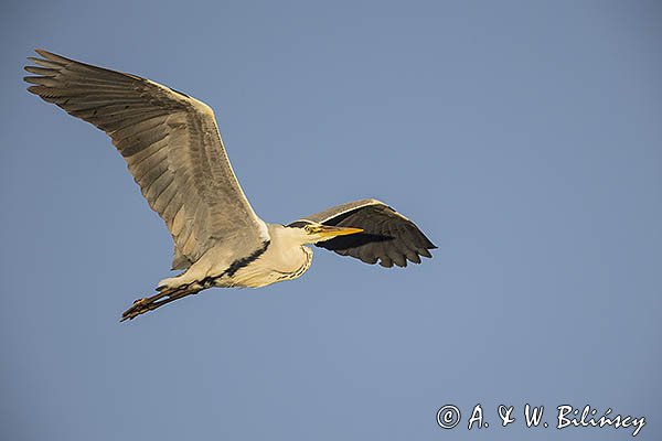 Czapla siwa, Ardea cinerea