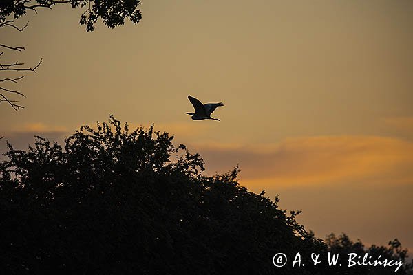 Czapla siwa, Ardea cinerea