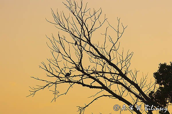 Czapla siwa, Ardea cinerea i gołąb grzywacz, Columba palumbus