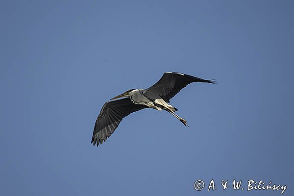 Czapla siwa, Ardea cinerea