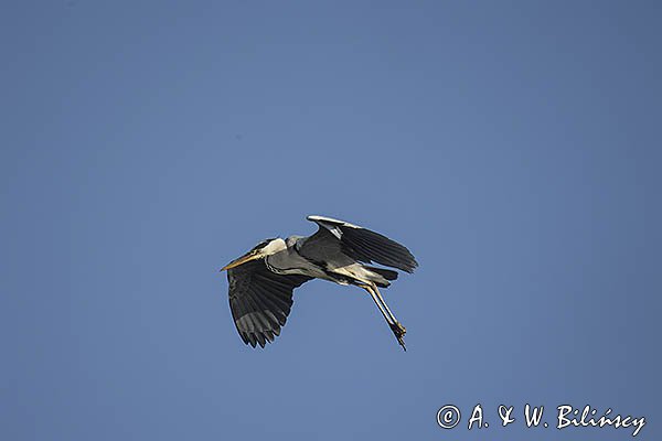 Czapla siwa, Ardea cinerea