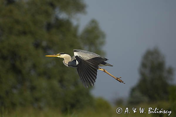 Czapla siwa, Ardea cinerea