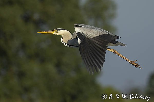 Czapla siwa, Ardea cinerea