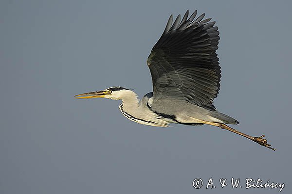 Czapla siwa, Ardea cinerea