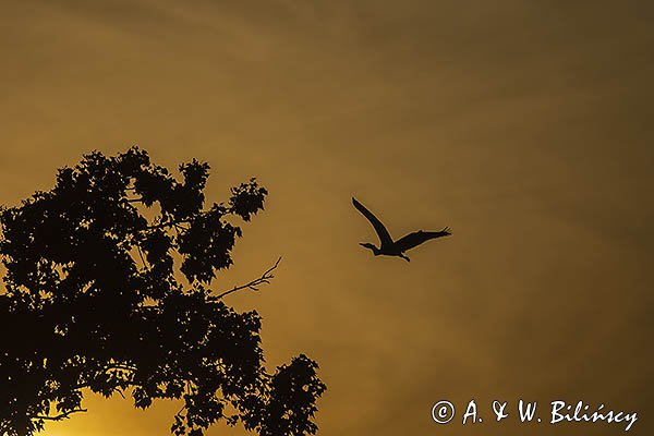 Czapla siwa, Ardea cinerea