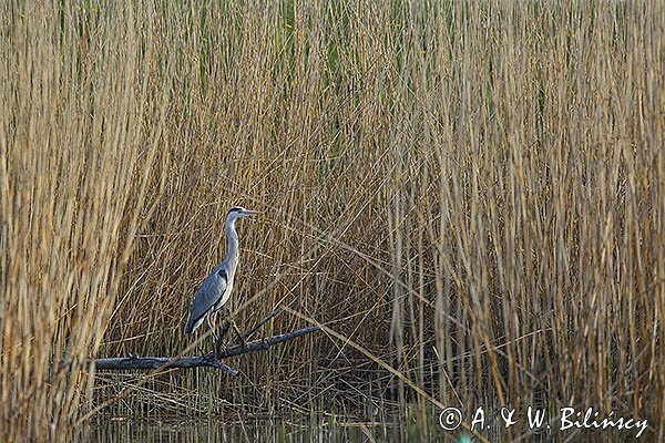 Czapla siwa, Ardea cinerea