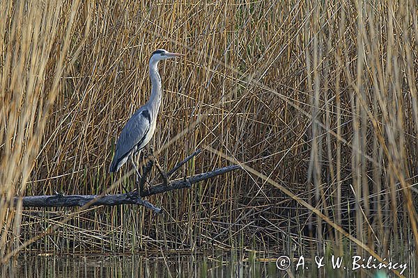 Czapla siwa, Ardea cinerea