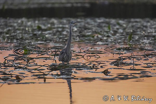 Czapla siwa, Ardea cinerea