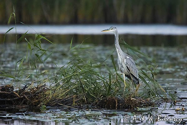 Czapla siwa, Ardea cinerea