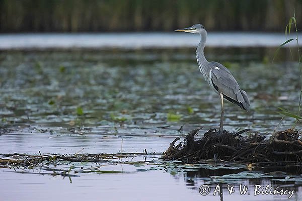 Czapla siwa, Ardea cinerea