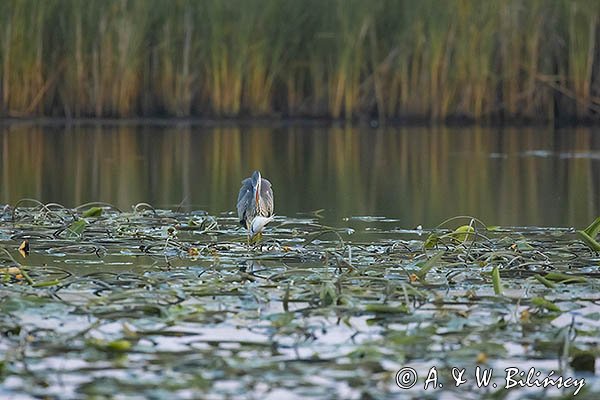 Czapla siwa, Ardea cinerea