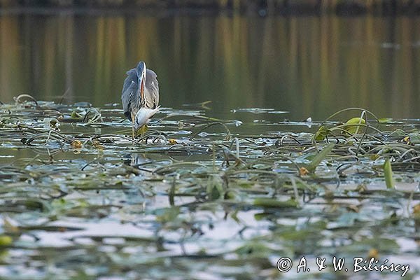 Czapla siwa, Ardea cinerea