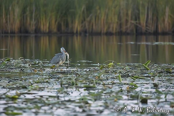 Czapla siwa, Ardea cinerea