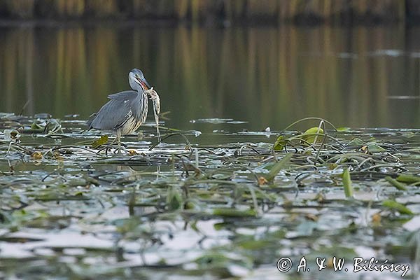 Czapla siwa, Ardea cinerea