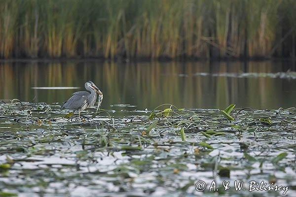 Czapla siwa, Ardea cinerea