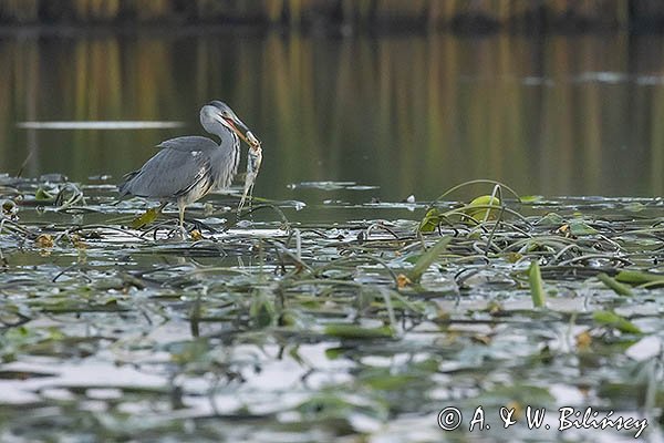 Czapla siwa, Ardea cinerea