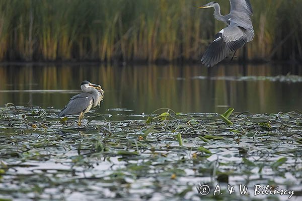 Czapla siwa, Ardea cinerea