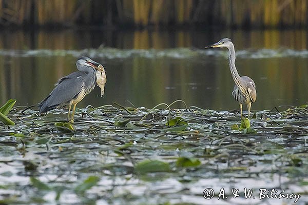 Czapla siwa, Ardea cinerea