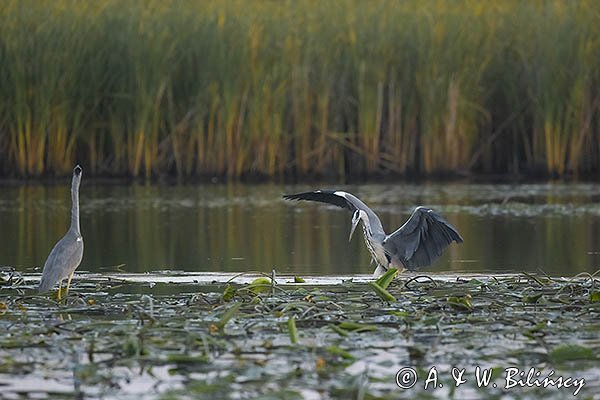 Czapla siwa, Ardea cinerea