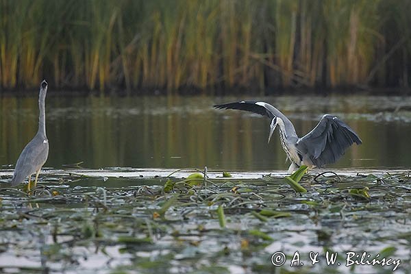 Czapla siwa, Ardea cinerea