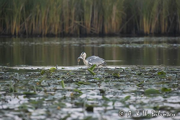 Czapla siwa, Ardea cinerea