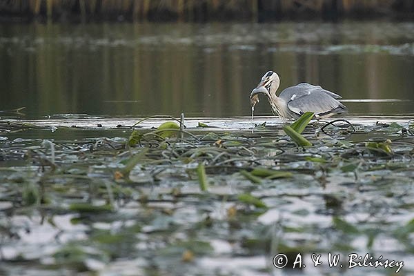 Czapla siwa, Ardea cinerea