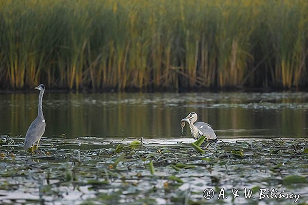 Czapla siwa, Ardea cinerea