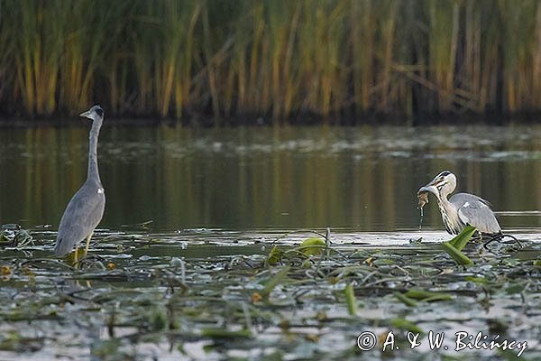 Czapla siwa, Ardea cinerea