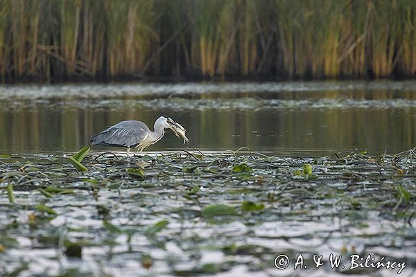 Czapla siwa, Ardea cinerea