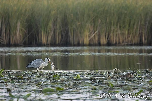 Czapla siwa, Ardea cinerea